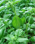 Basilic Bio