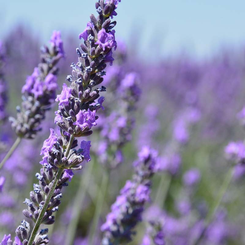 Herbes de Provence Bio
