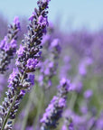 Herbes de Provence Bio