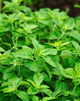 Origan Bio