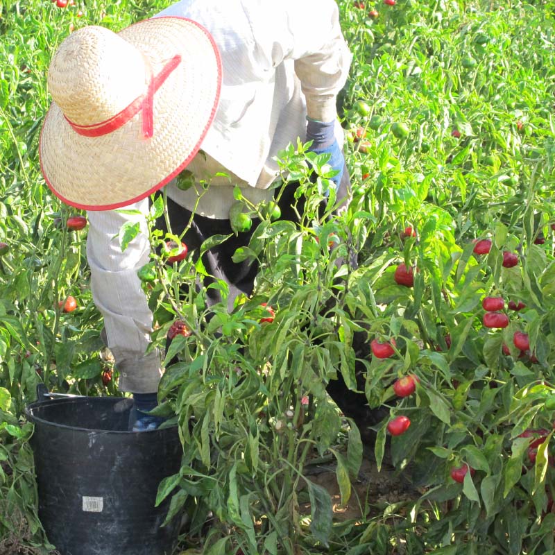Paprika Fumé Bio