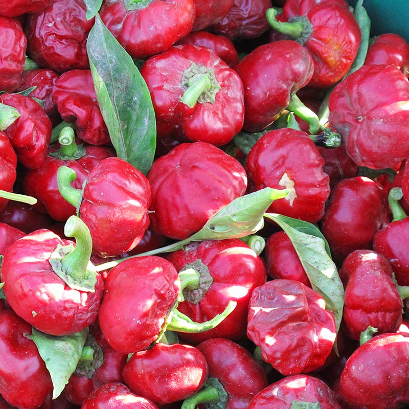 Paprika Fumé Bio