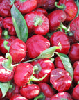 Paprika Doux Bio