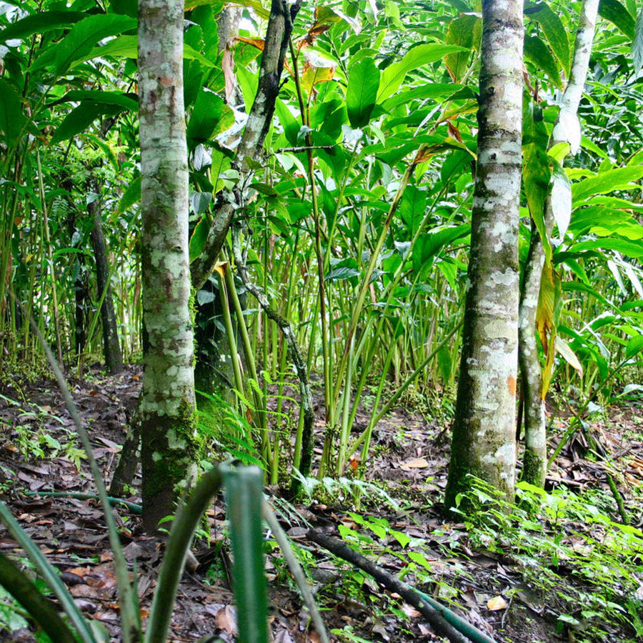 Poudre de cannelle