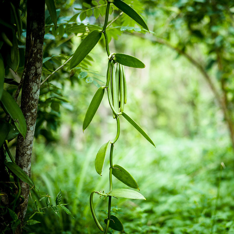 Pemba Vanilla Powder