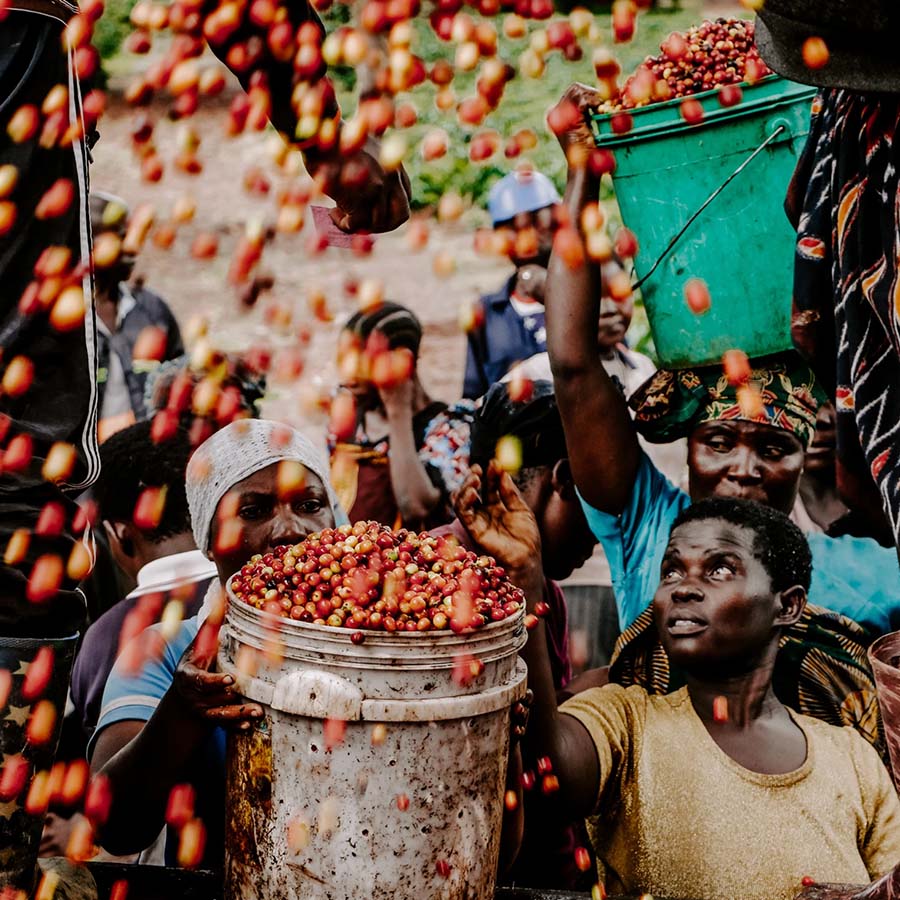 Utengule Zanzibar Kaffee Bohnen