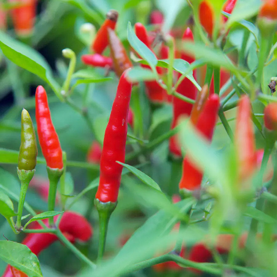 Birdseye Chili